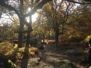 Automne en forêt de Fontainebleau